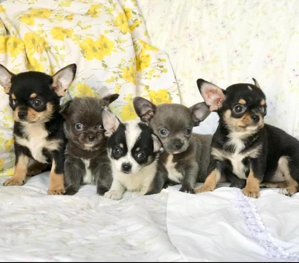 Gatos en Venta Santiago Santiago - Fotos de Espectaculares Chihuahuas pequeños