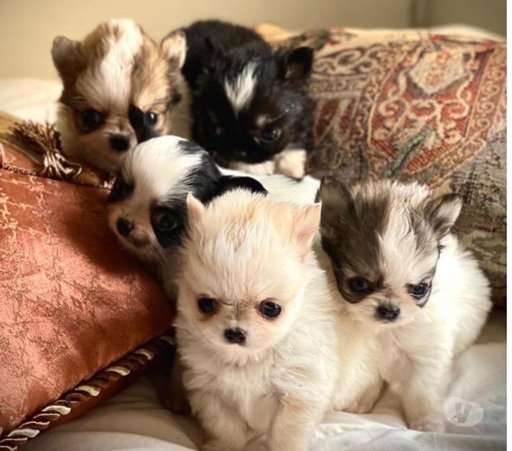Gatos en Venta Santiago Santiago - Fotos de Espectaculares Chihuahuas pequeños