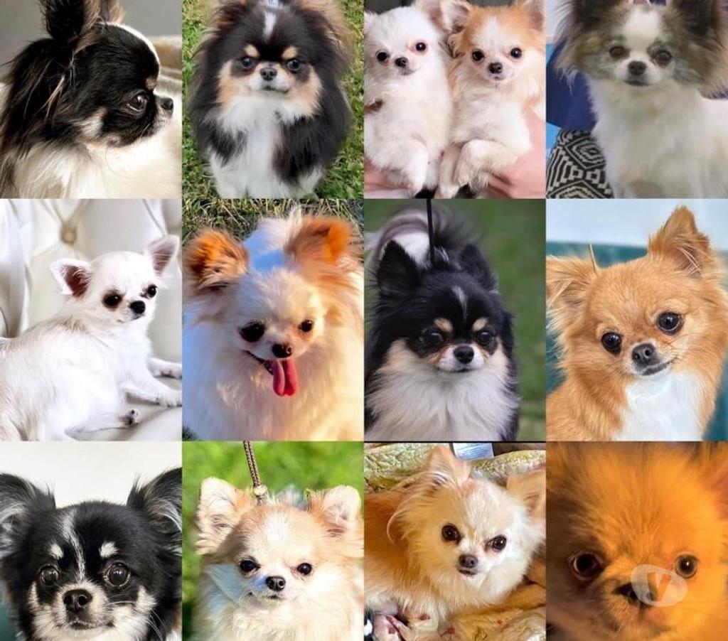 Gatos en Venta Santiago Santiago - Fotos de Espectaculares Chihuahuas pequeños