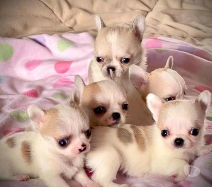 Venta de Mascotas Santiago Santiago - Fotos de Espectaculares Chihuahuas pequeños