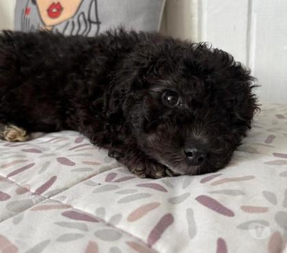 Mascotas en Venta Concepción Concepción - Fotos de Hermosos poodle toy negritos 3 meses