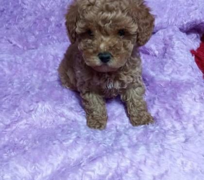 Mascotas en Venta Santiago Santiago - Fotos de Lindos poodle toy apricot