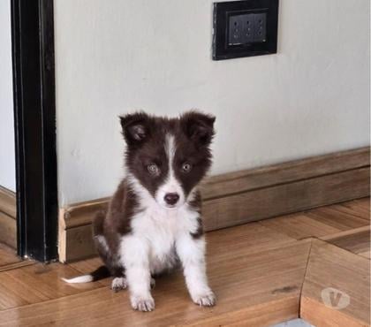 Perros en Venta Providencia Santiago - Fotos de Border Collie Hembra - Marrón con blanco (380.000)