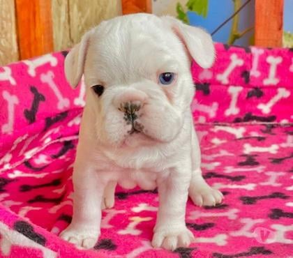 Perros en Venta Melipilla Melipilla - Fotos de Cachorros Bulldog francés