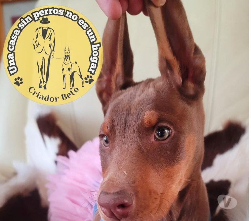 Gatos en Venta Melipilla Melipilla - Fotos de Cachorros Doberman