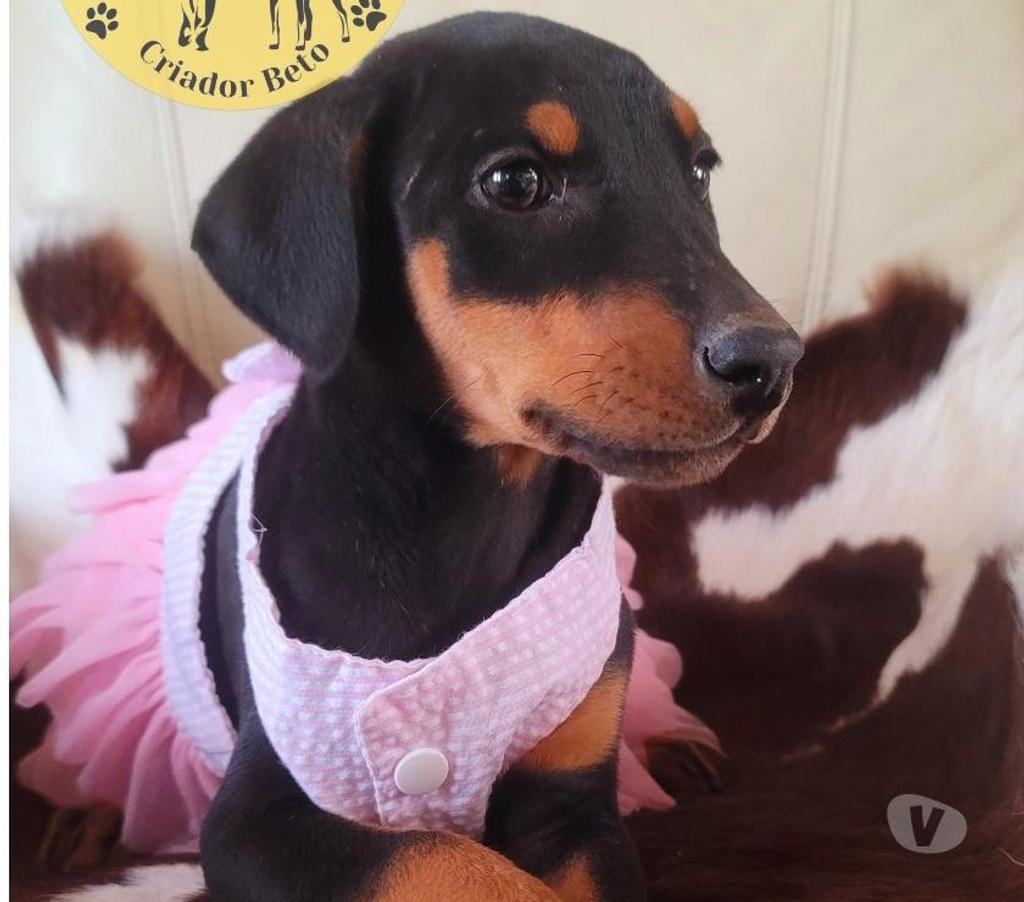 Gatos en Venta Melipilla Melipilla - Fotos de Cachorros Doberman