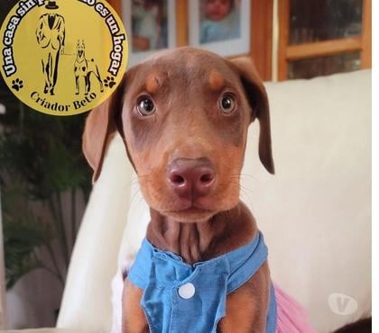 Venta de Mascotas Melipilla Melipilla - Fotos de Cachorros Doberman