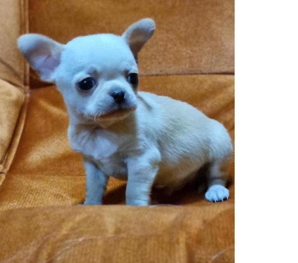 Gatos en Venta Santiago Recoleta - Fotos de Bellos chihuahuas