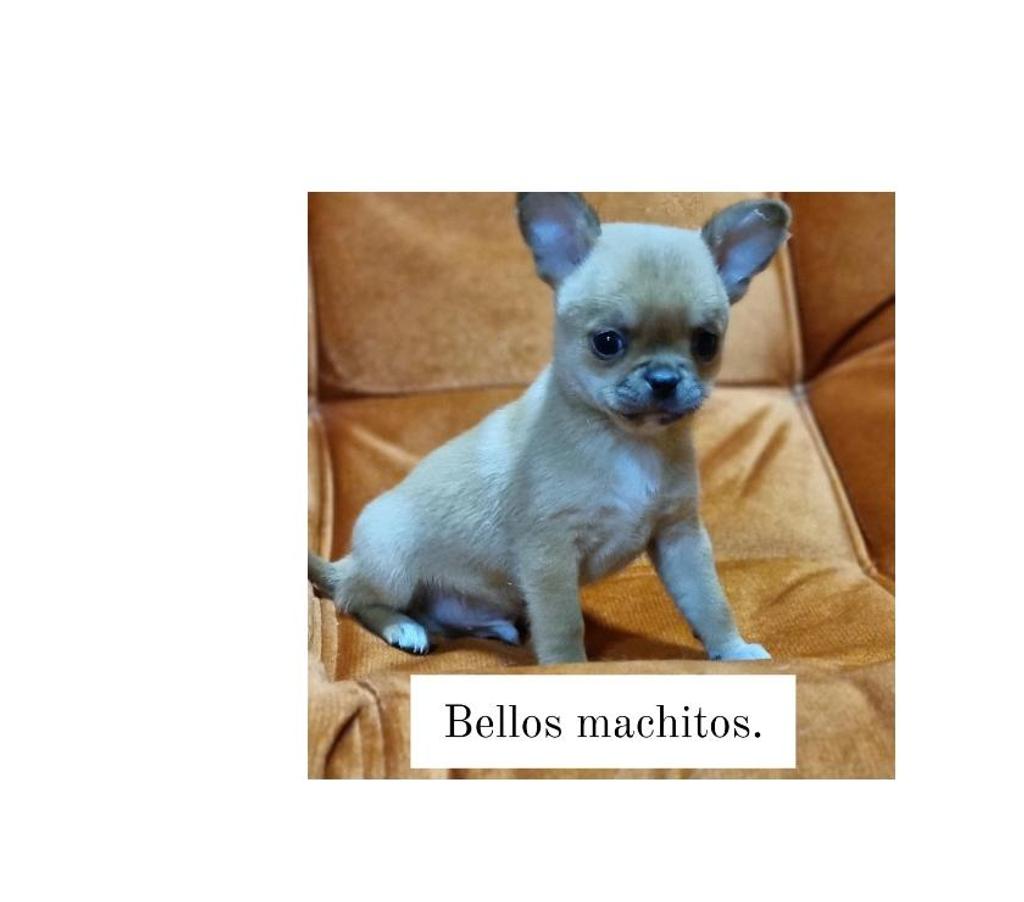 Gatos en Venta Santiago Recoleta - Fotos de Bellos chihuahuas