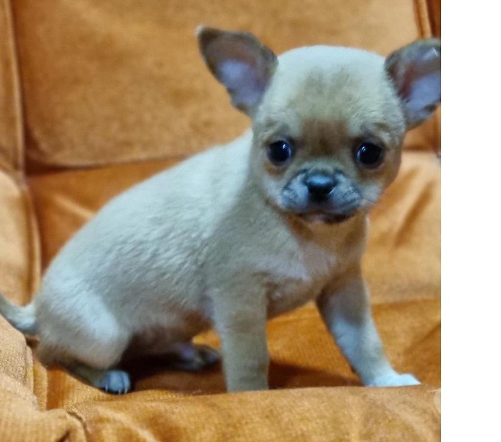 Gatos en Venta Santiago Recoleta - Fotos de Bellos chihuahuas