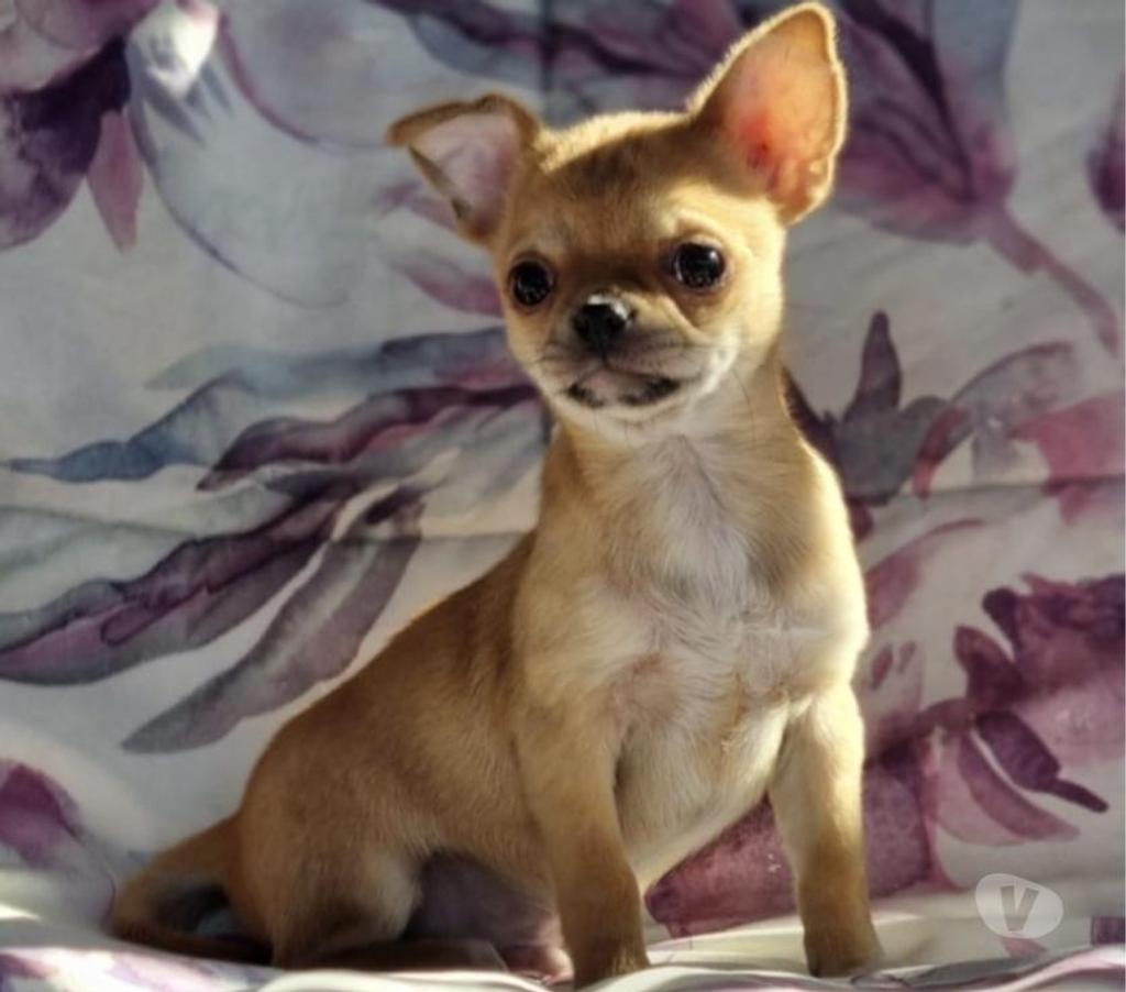 Gatos en Venta Santiago Recoleta - Fotos de Bellos chihuahuas