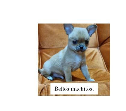 Venta de Mascotas Recoleta Santiago - Fotos de Bellos chihuahuas