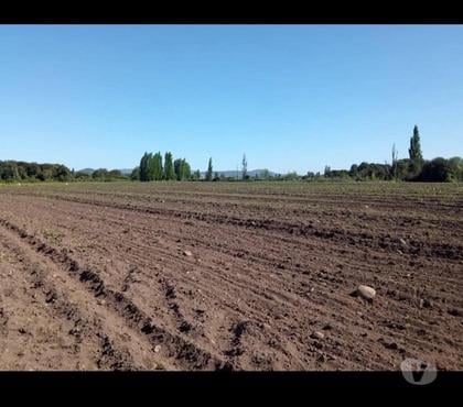 Campos en Venta San Javier Linares - Fotos de Campo agricola para siembras
