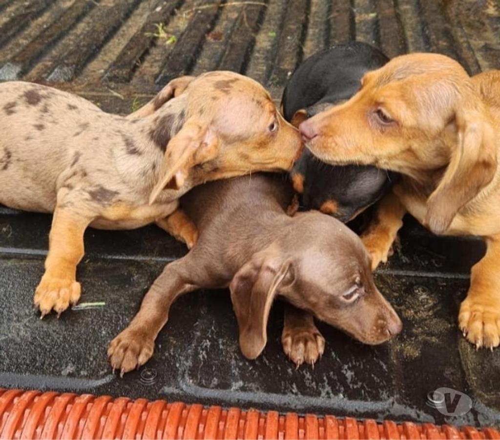 Gatos en Venta Llanquihue Frutillar - Fotos de Salchichas Teckel