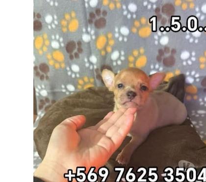 Perros en Venta La Cisterna Santiago - Fotos de Chihuahua económica