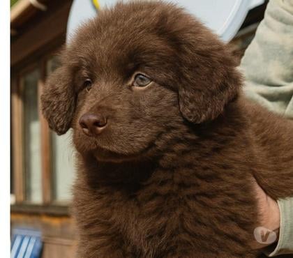 Venta de Mascotas Puerto Montt Llanquihue - Fotos de Hermosas cachorras terranova