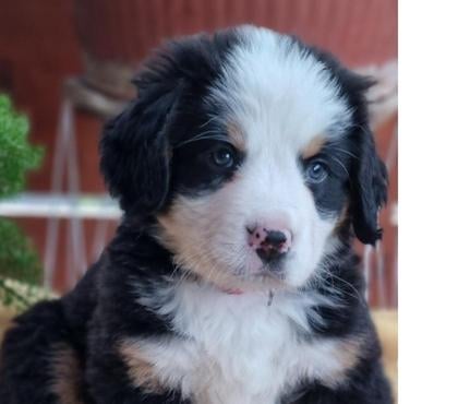 Venta de Mascotas Recoleta Santiago - Fotos de Bella boyero de berna