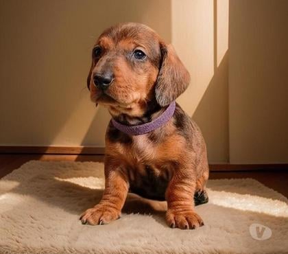 Venta de Mascotas Vitacura Santiago - Fotos de Cachorros Salchicha (Dachshund)
