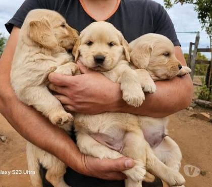 Gatos en Venta Curicó Curicó - Fotos de Golden retriever últimos