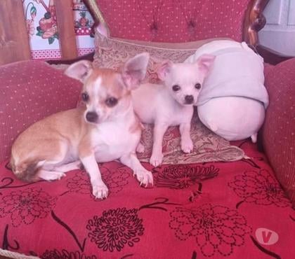 Mascotas en Venta Curicó Curicó - Fotos de Chihuahua hembras y machos