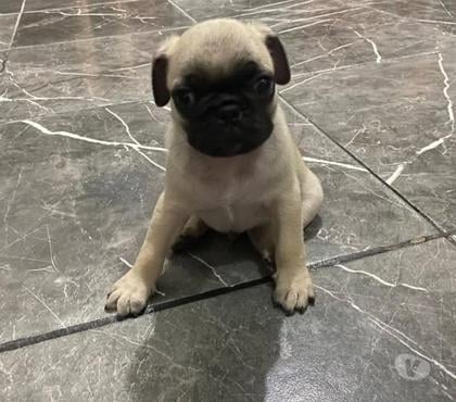 Perros en Venta Curicó Curicó - Fotos de Mascotas Pug Carlino