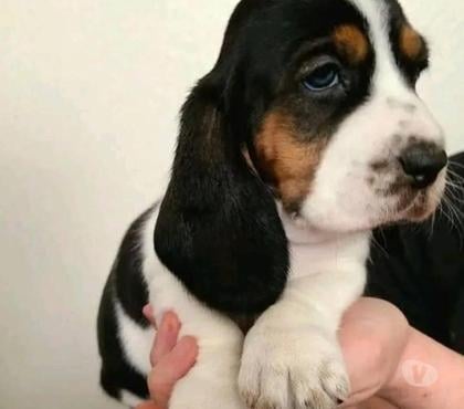 Venta de Mascotas Curicó Curicó - Fotos de Cachorros Basset hound