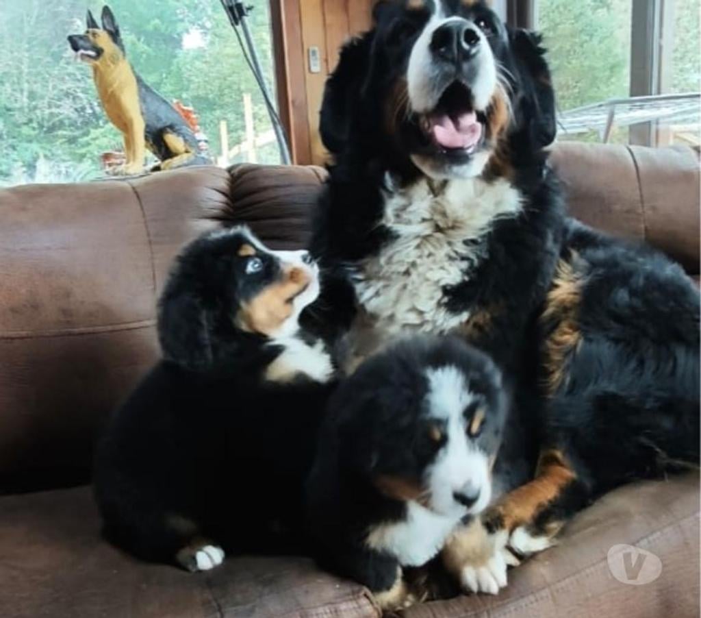 Gatos en Venta Llanquihue Puerto Montt - Fotos de cachorros boyero de berna
