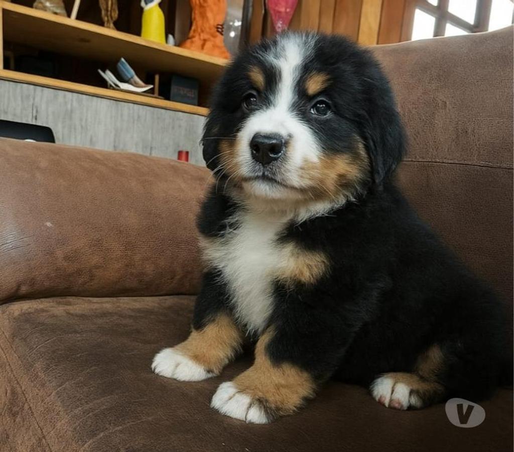 Gatos en Venta Llanquihue Puerto Montt - Fotos de cachorros boyero de berna