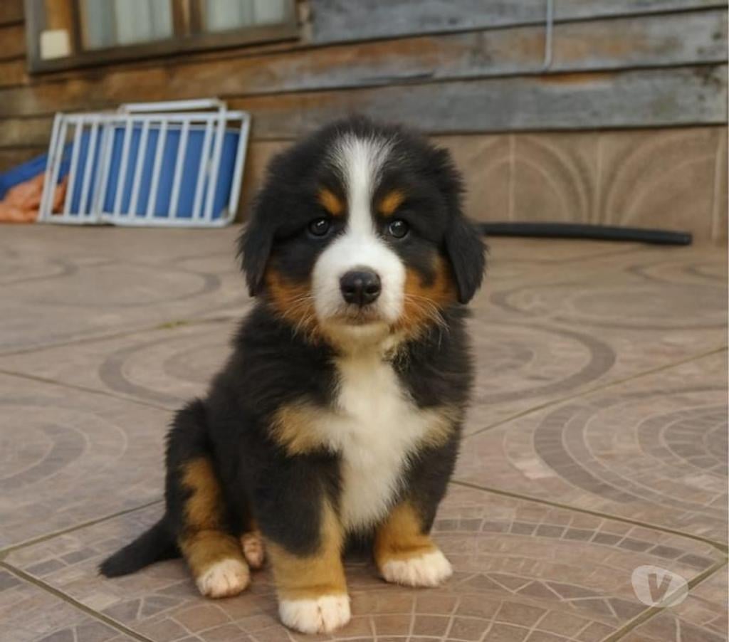 Gatos en Venta Llanquihue Puerto Montt - Fotos de cachorros boyero de berna