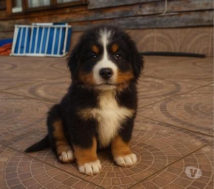 Venta de Mascotas Puerto Montt Llanquihue - Fotos de cachorros boyero de berna