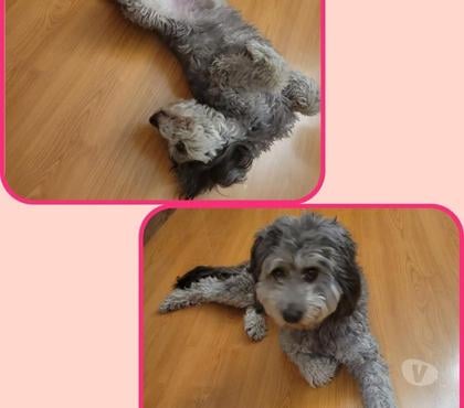 Mascotas Adopción Las Condes Santiago - Fotos de Se busca Hogar para Bruno