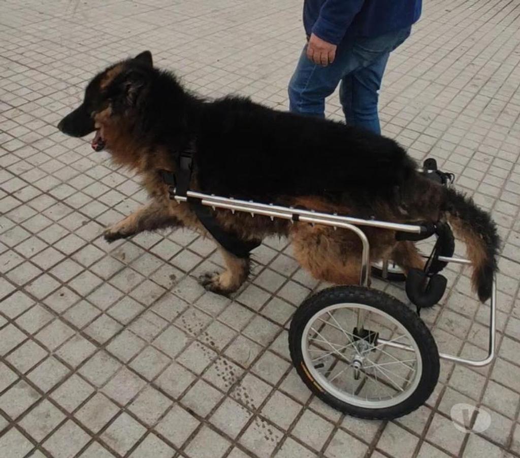 Veterinarios-Servicios-Accesorios Santiago Recoleta - Fotos de Carritos, Andaderas, sillas para perros discapacitados