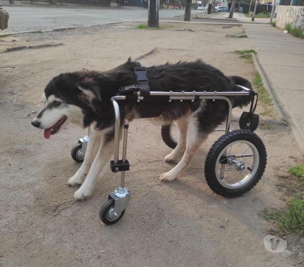 Veterinarios-Servicios-Accesorios Santiago Recoleta - Fotos de Carritos, Andaderas, sillas para perros discapacitados