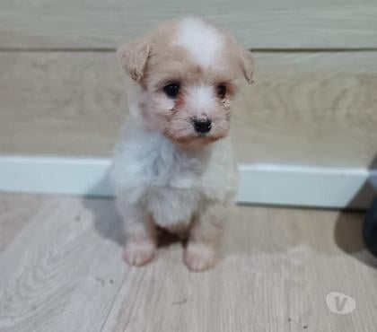 Perros en Venta La Pintana Santiago - Fotos de Disponible Macho