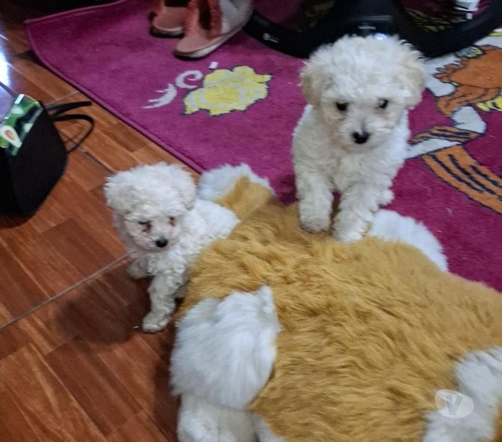 Gatos en Venta Santiago Santiago - Fotos de Hermosos poodles toy