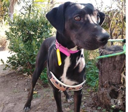Adopción ed Animales Providencia Santiago - Fotos de SHURI, mezcla de Pastor Mallorquín