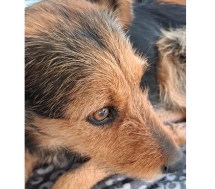 Adopción de Perros Providencia Santiago - Fotos de ETTA JAMES, mezcla Airedale Terrier