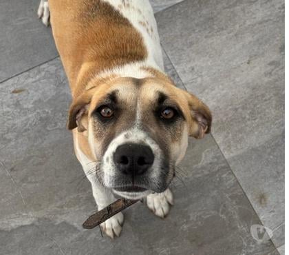 Mascotas Adopción Providencia Santiago - Fotos de AHSOKA, mestiza de raza Foxhound