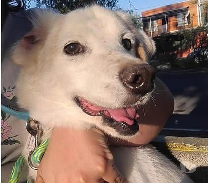 Mascotas Adopción Providencia Santiago - Fotos de Divino JUANÍN, mezcla Pastor Vasco