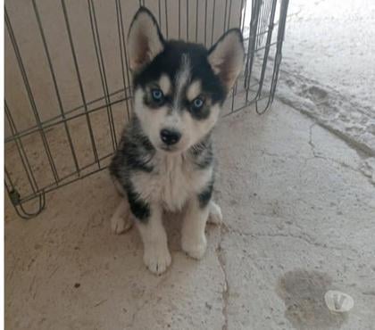 Perros en Venta Santiago Santiago - Fotos de Husky hermosos consulta