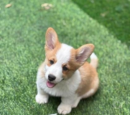 Perros en Venta Santiago Santiago - Fotos de Imperdibles Corgi Pembroke
