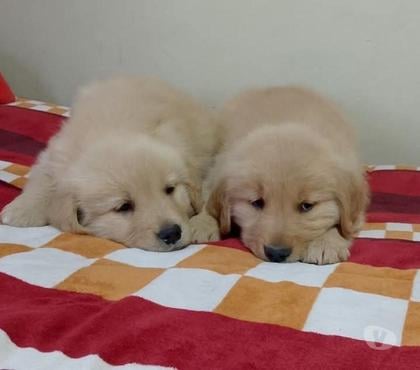 Mascotas en Venta Santiago Santiago - Fotos de Cachorros Golden retriever