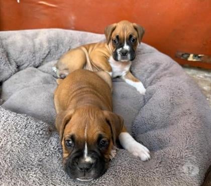Gatos en Venta Santiago Santiago - Fotos de Boxer cachorritos