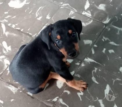 Mascotas en Venta Santiago Santiago - Fotos de Inigualables doberman