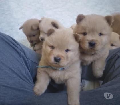 Venta de Mascotas Santiago Santiago - Fotos de Chow Chow muy adorables