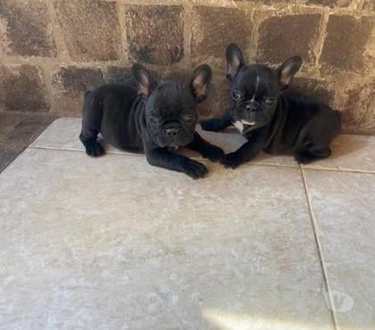 Perros en Venta Valdivia Valdivia - Fotos de Bulldog francés bellos