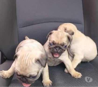 Perros en Venta Valdivia Valdivia - Fotos de Pug a buen valor