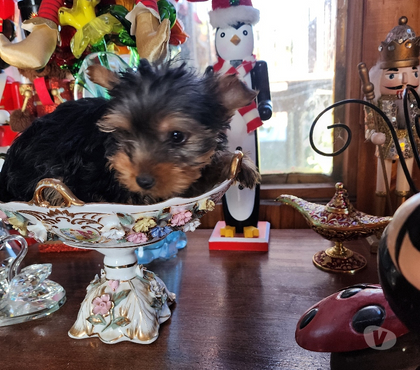 Venta de Mascotas San Miguel Santiago - Fotos de Yorkshires machitos,mini