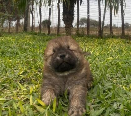Perros en Venta Santiago Santiago - Fotos de Mascotas Chow Chow