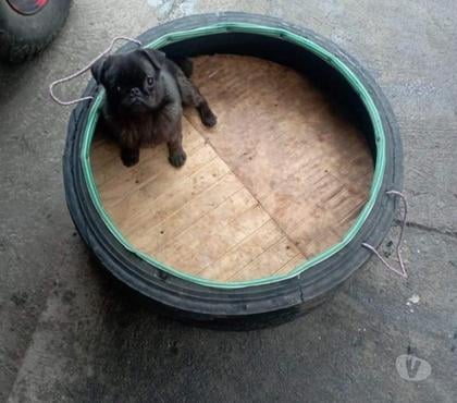 Perros en Venta Coronel Concepción - Fotos de Pug cocoa brindle mini